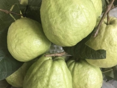 Các loại thực phẩm giúp tăng cường hệ miễn dịch