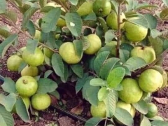 CUNG CẤP SUẤT ĂN CÔNG NGHIỆP Ở THÀNH PHỐ BẾN CÁT BÌNH DƯƠNG