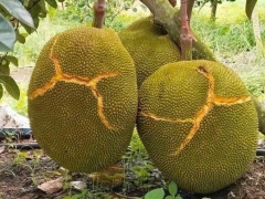 QUÁ TRÌNH CHÍN TỰ NHIÊN CỦA TRÁI CÂY